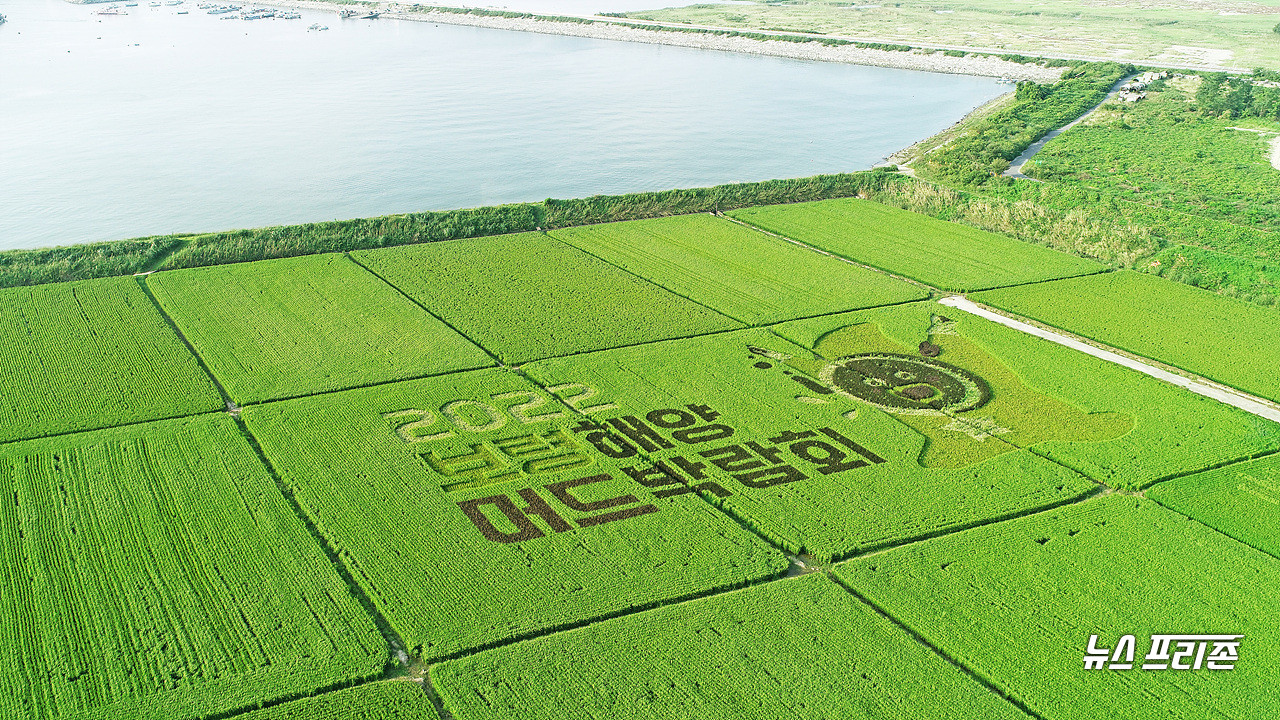 충남 보령시 오천면 소송리 일원에 조성한 보령해양머드박람회 유색 벼 논 그림이 장관을 연출하고 있다.©보령시청