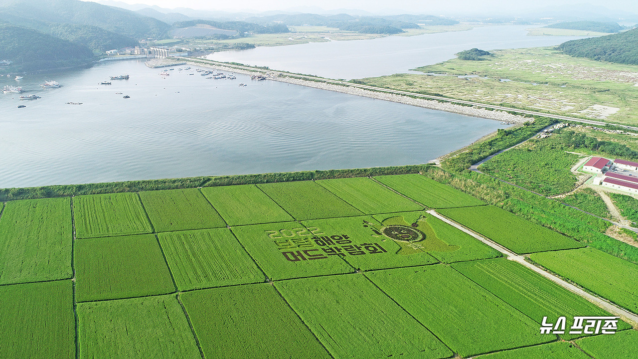 충남 보령시 오천면 소송리 일원에 조성한 보령해양머드박람회 유색 벼 논 그림이 장관을 연출하고 있다.©보령시청