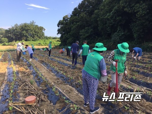 음성군 소이 새마을회 배추심기 모습./ⓒ=음성군