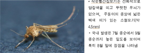 작은빨간집모기/ⓒ인천시