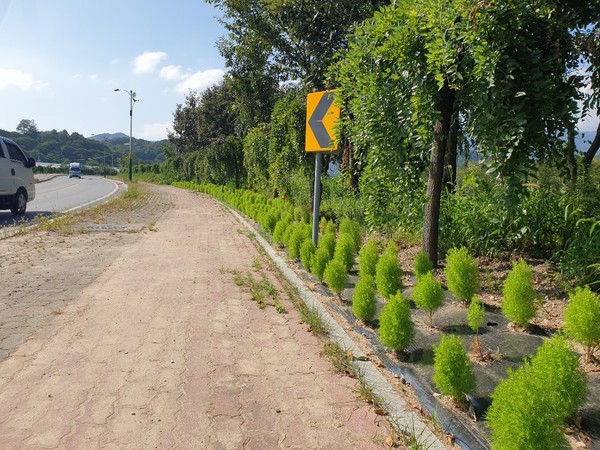 함양군은 엑스포 관광객은 물론 함양을 찾는 방문객들에게 볼거리와 함께 쾌적하고 아름다운 함양의 모습을 보여주기 위해 ‘환영 꽃길’을 조성한다./ⓒ함양군