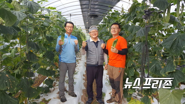 괴산군 농업기술센터에서 ‘유기농 오이 양분공급 및 병해충 관리기술 시범사업’을 적용하여 재배하고 있다./ⓒ=괴산군