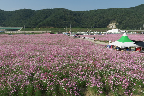 코스모스메밀꽃 축제./ⓒ하동군