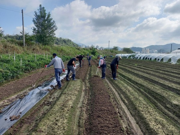 법무부 진주보호관찰지소는 14일 경남 진주시 문산읍 소재 밭 500평에 사회봉사 대상자 7명을 투입하여 겨울 김장김치용 배추 파종 작업 국민공모를 실시했다./ⓒ진주보호관찰지소