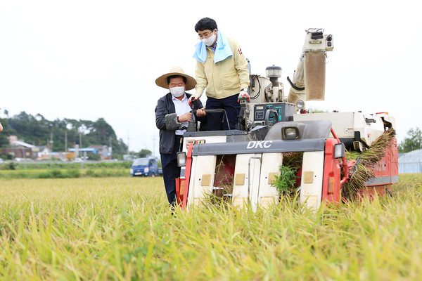 17일 서산시 인지면 화수1리 A씨(73)의 논 1300㎡에서 벼 베기 시연회가 열린 가운데 맹정호 서산시장이 콤바인을 직접 몰며 벼 베기작업을 하고 있다./ⓒ서산시청