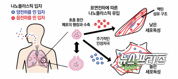 호흡으로 흡입된 나노플라스틱 표면의 전기적 특성에 따라 폐 세포가 파괴되는 현상을 규명한 한국기초과학지원연구원(KBSI) 광주센터 이성수 박사팀 등 국내 연구는 나노 분야 국제학술지인 나노 레터스(Nano Letters)에 최근 게재됐다./ⓒ나노 레터스·KBSI