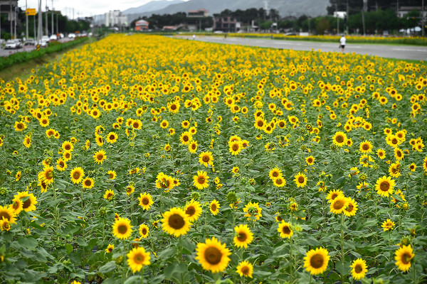 모산 비행장 해바라기 모습.(사진제공=제천시)