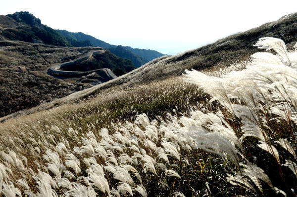 1. 화왕산 억새물결 모습./ⓒ창녕군