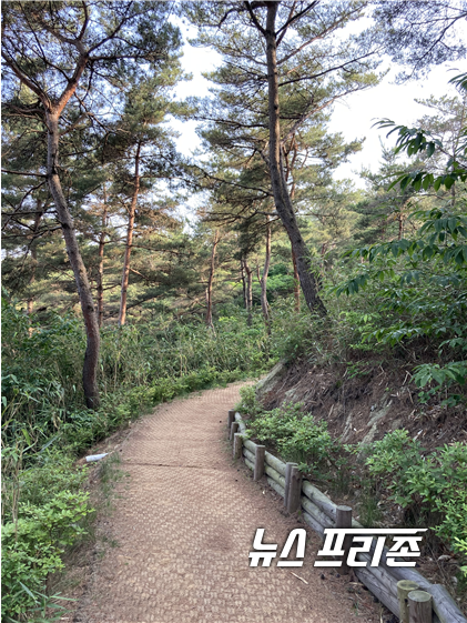 충남도가 산림을 활용한 국민의 재난심리 회복지원 및 사회적 활력 재충전을 위해 숲길과 걷는 길 정비에 속도를 낸다. 내포 사색길./ⓒ충남도청