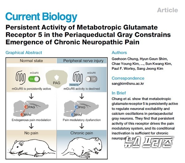 뇌 작동의 변화에 의해 병적 통증이 만성화되는 기전을 규명한 경희대 정지훈 교수팀 등 국내연구는 국제학술지 커런트 바이올로지(Current Biology)에 게재됐다./ⓒ커런트 바이올로지·경희대 정지훈 교수팀