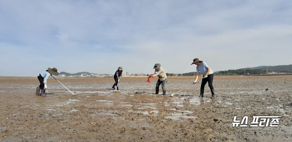 충남도 수산자원연구소는 29일 홍성 남당리 인근 갯벌에서 처음으로 인공 생산한 어린 바지락 500만 패를 방류했다./ⓒ충남도청