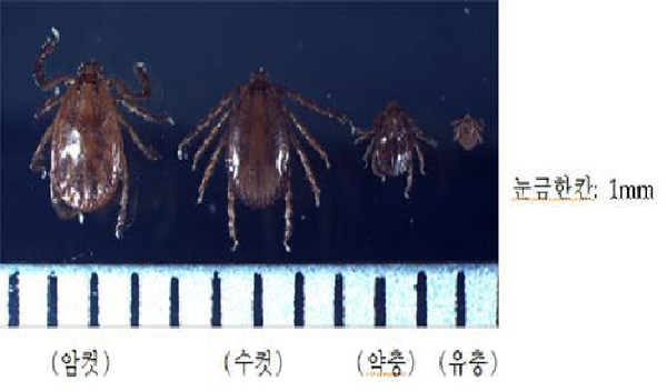 가을철, 진드기 매개 감염병 이렇게 예방하세요!./ⓒ진주시