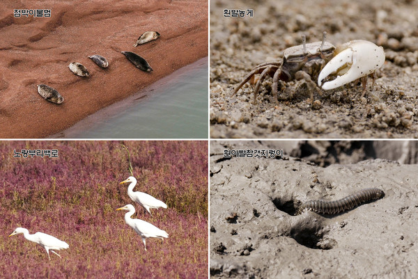 충남 서해안에 위치한 서산시 가로림만에서 점박이물범(천연기념물 제331호)과 힌발농게, 노랑부리백로(멸종위기 해양보호생물)가 함께 발견됐다.(왼쪽부터 점박이물범, 흰발농게, 노랑부리백로, 흰이빨갯지렁이) /ⓒ서산시청