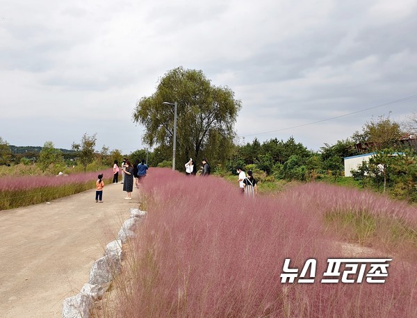 충주시 봉방동 하방마을에 설치된 ‘하방마을 비점오염저감시설’에 조성된 핑크뮬리가 활짝 만개해 코로나19로 지친 시민들의 마음을 달래주고 있다. 핑크뮬리는 분홍쥐꼬리새라고 불리는 다년생 식물로 60∼80㎝까지 자라며 가을로 접어들면서 분홍색으로 물들기 시작해 10월 말까지 은은한 연분홍빛의 물결을 이룬다./ⓒ=충주시