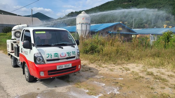 청도군에서 양돈농가에 아프리카돼지열병 긴급 방역을 실시하고 있다/Ⓒ청도군