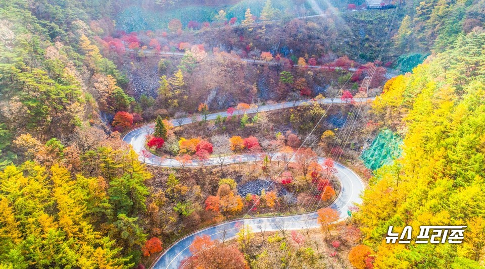 보발재 단풍길 모습.(사진제공=단양군)