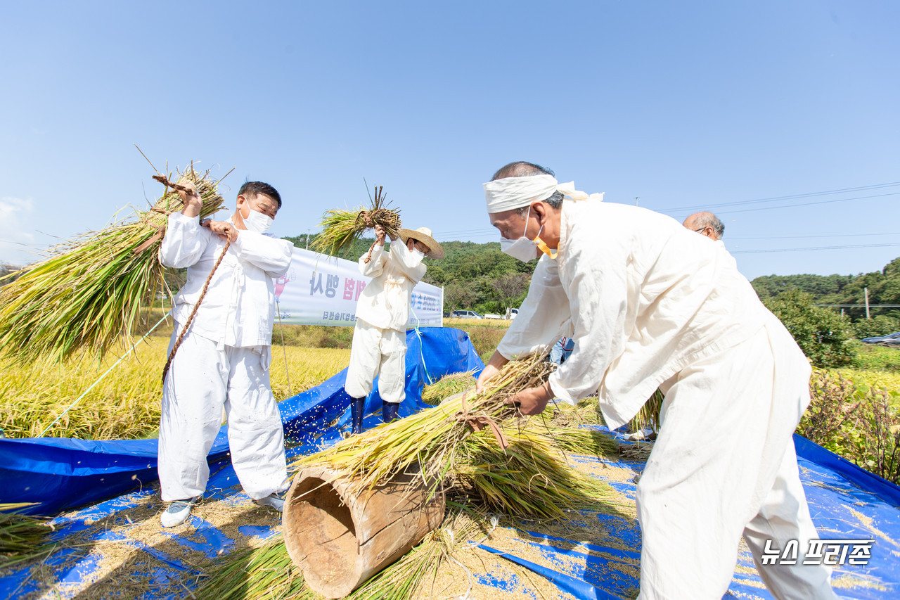 [청양=뉴스프리존]이진영 기자= 농촌지도자 청양군연합회가 12일 화성면 화강리 삼광벼 재배 논에서 전통 벼 베기 및 재래식 탈곡 체험행사를 통해 추억 속 농경문화를 재현하고 있다.©청양군청