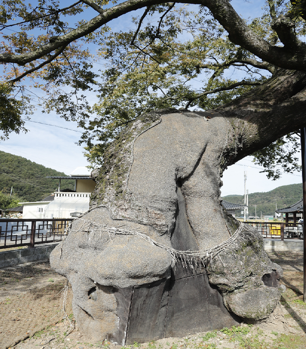 의령 세간리 현고수(느티나무) 천연기념물 302호./ⓒ의령군