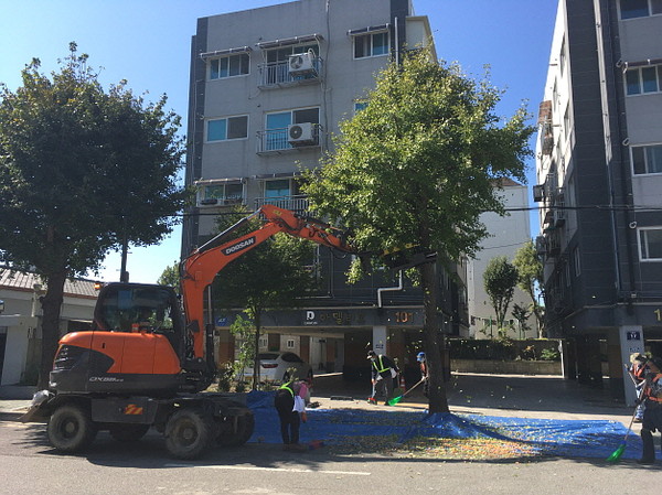 인천 동구 은행나무 가로수 조기 낙과사업 관련/ⓒ동구