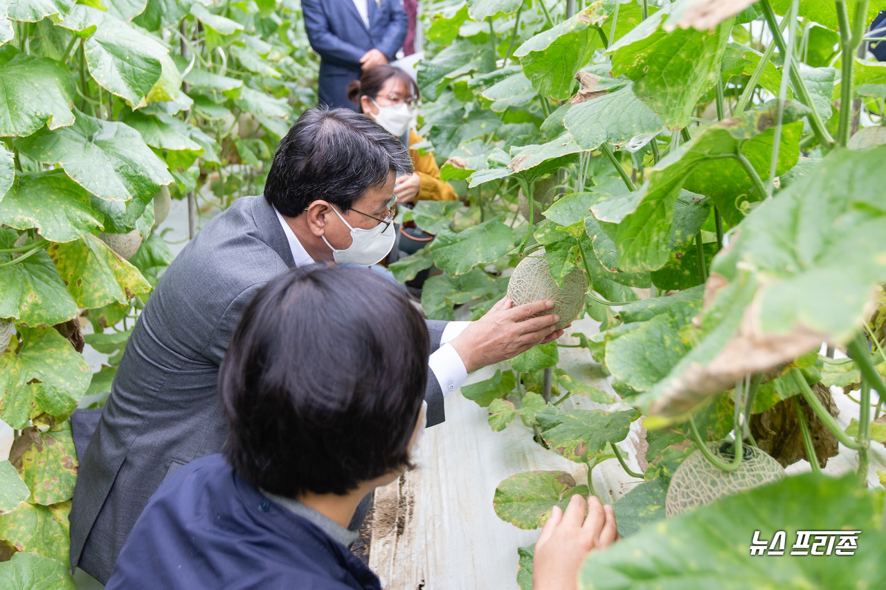 김돈곤 청양군수가 기능성 멜론 ‘가바론’착과 상태를 살펴보고 있다.Ⓒ청양군청