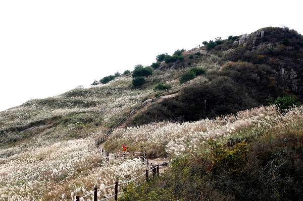 지난 14일 촬영한 창녕 화왕산 억새 풍경이다.