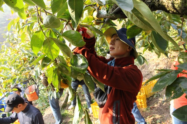 진주시는 10월 19일∼11월 20일 까지를 농촌일손돕기 중점추진기간으로 설정해 가을철 농촌일손돕기를 실시한다./ⓒ진주시