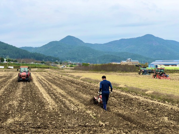 남해군 창선면 주민자치회 유채꽃밭 조성 모습./ⓒ남해군