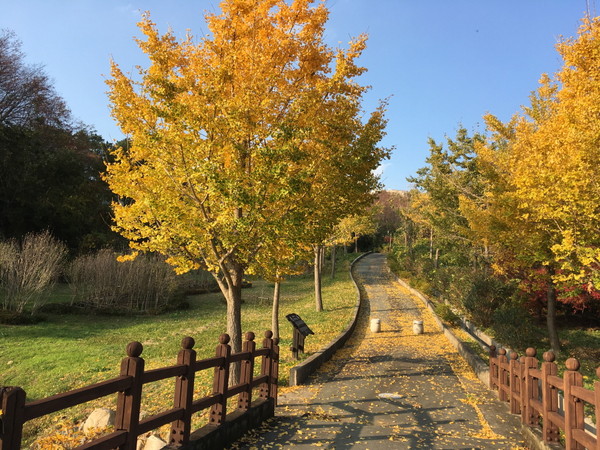 창원시는 진해구 장복산길에 자리한 ‘진해드림로드’가 한국관광공사의 가을 비대면 관광지 100선에 선정됐다/ⓒ창원시