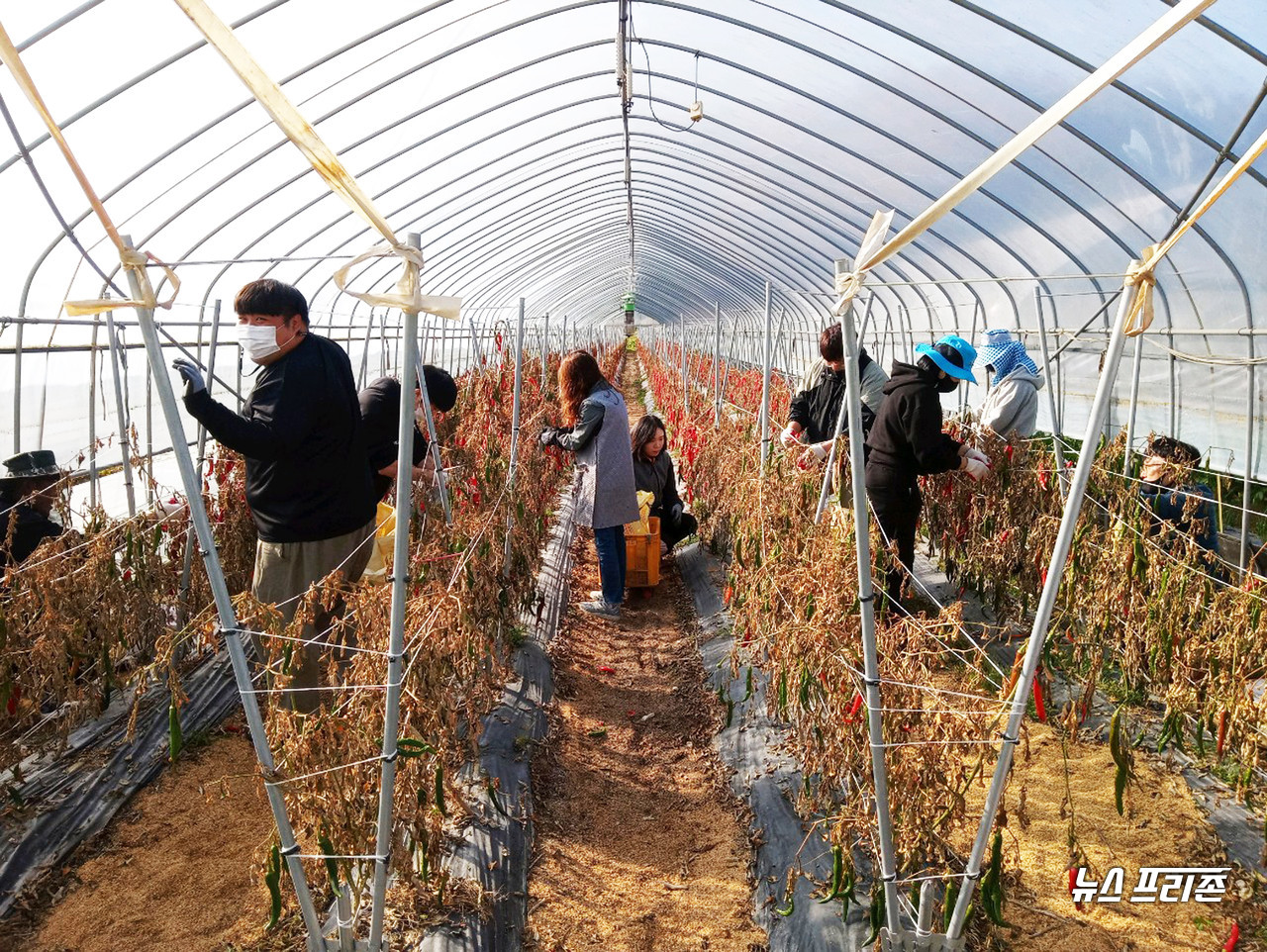 청양군 공직자들이 농가 일손 돕기에 나서 구슬땀을 흘렸다.©청양군청