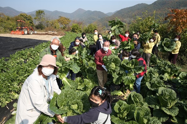 청도군, 친환경농업 체험 마을행사를 실시하고 있다/Ⓒ청도군