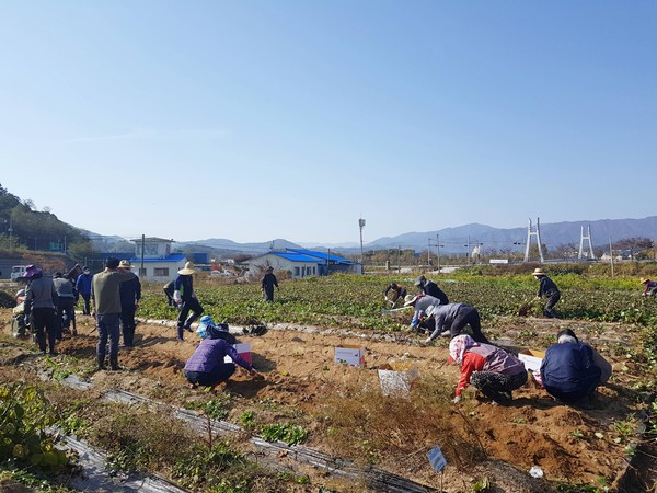 함양군은‘귀농인 체류형 농업 창업지원센터’ 입교생 50여명이 29일 실습농장에서 고구마 캐기 실습을 하여 1톤의 수확을 올렸다./ⓒ함양군