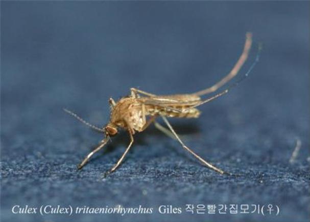 충남도 보건환경연구원(원장 최진하)이 올해 일본뇌염 예측사업을 마무리했다./ⓒ충남도청