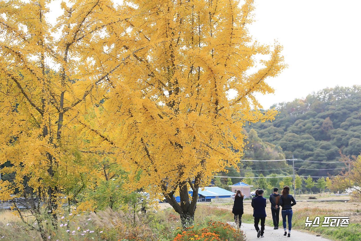 청라은행 마을.©보령시청