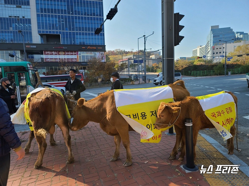 12일 수원 광교 도심에 나타난 소가족 3마리/ⓒ김은경 기자