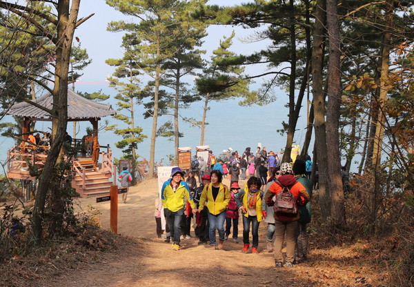 태안군 이원면 내리 일원 솔향기길 1코스에서 지난 제3회 솔향기길 축제 때 걷기대회 참가자들이 바닷가 해송 사이의 숲길을 걸으며 아름다운 자연경관을 만끽하고 있다./ⓒ태안군청