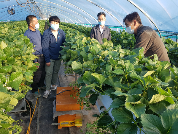 산청군농업기술센터가 딸기 농가의 노동력 절감 등 수익성 개선을 위해 수정 벌 지원사업을 실시 했다./ⓒ산청군