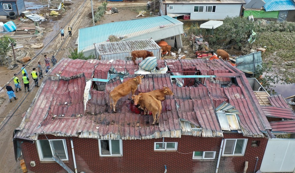 폭우와 하천 범람으로 주택 지붕 위에 올라갔다가 구조 기다리는 소들 / 2020.8.9