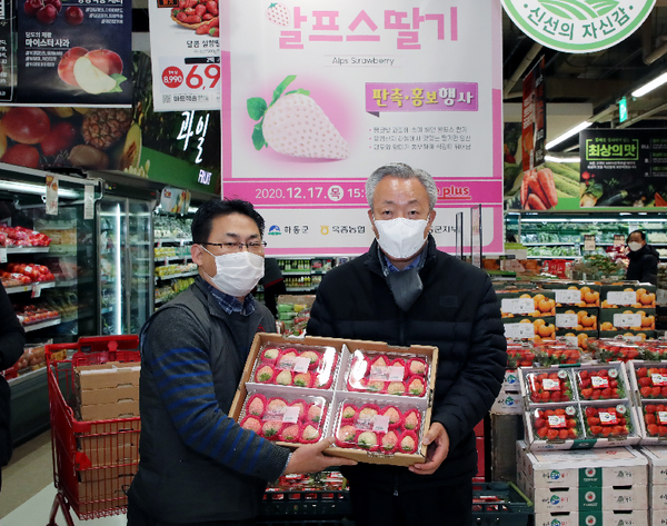 ​하동군은 청정 지리산과 물 맑은 덕천강 일원에서 첫 생산된 알프스 딸기가 이달 초순부터 전국 홈플러스 매장에 납품되고 있다./ⓒ하동군​