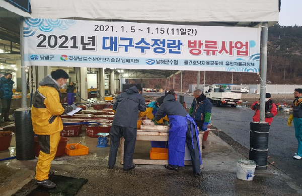 남해군은 고갈되어가는 토속어종인 대구의 자원 회복을 위하여 대구수정란 채란 및 부화자어 방류사업을 시행한다./ⓒ남해군