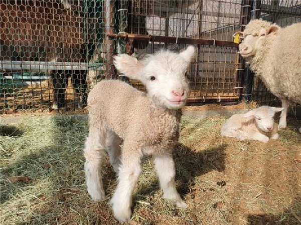 거제시 거제면 소재 숲소리공원에서 지난달 24일과 28일 아기양 2마리가 잇따라 태어났다./ⓒ거제시