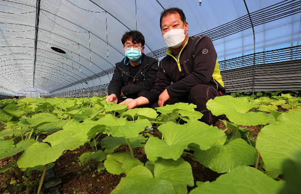 산청군은 새로운 소득작목 발굴·육성사업의 하나로 ‘고추냉이 쌈채소’를 시범재배, 첫 수확을 했다./ⓒ산청군