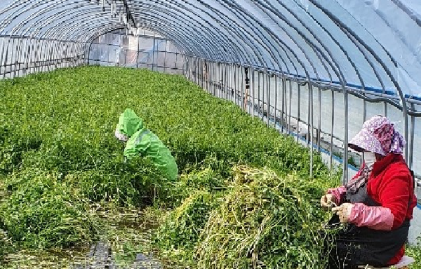 청정 지리산의 맑고 깨끗한 물을 먹고 자라 싱싱하고 영양이 풍부한 하동 청학골 봄 미나리가 본격 출하하기 시작했다./ⓒ하동군