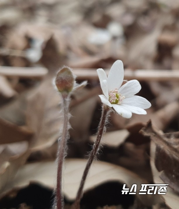 [서천=뉴스프리존]이진영 기자= 3일 충남 서천군에 소재한 국립생태원의 야외전시공간인 한반도 숲에 봄을 알리는 대표적인 야생화인 ‘노루귀 꽃’이 활짝 펴 눈길을 끌고 있다.Ⓒ국립생태원