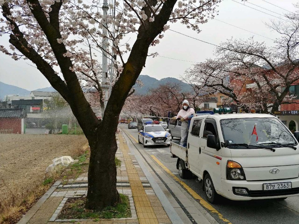 충남 공주시는 코로나19 영향으로 올해 계룡산 벚꽃축제를 취소하기로 결정했다./ⓒ공주시청