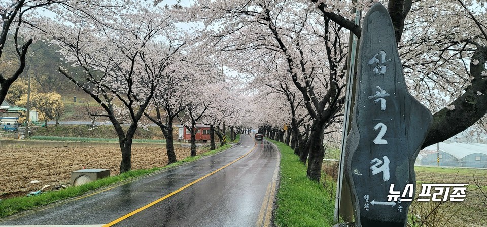 [보령=뉴스프리존] 박성민기자= 봄비가 내리고 있는 3일 오후, 충남 보령시 주산면의 벚꽃 길에 벚꽃이 만개해 시민과 관광객들의 눈길을 사로잡고 있다. 다만, 코로나19로 인해 산책로가 폐쇄돼 관광객들은 드라이브하며 벚꽃을 만끽하고 있다./ⓒ박성민기자