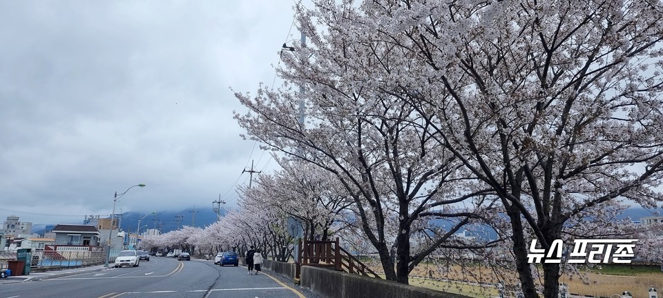 [보령=뉴스프리존]이진영 기자= 4일 흐린 날씨를 보인 가운데 충남 보령시 대천천변에 벚꽃이 만발해 지나는 시민들에게 꽃을 제공하고 있다.Ⓒ이진영 기자