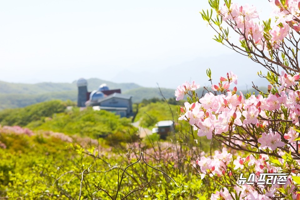 단양 소백산 철쭉 모습.(사진제공=단양군)