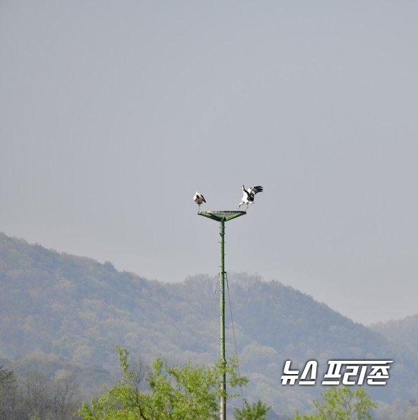 황새와 둥지 (봉하문고리 제공).김해시