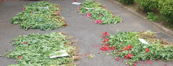 지난해 태안해경이 단속한 불법재배 양귀비./ⓒ태안해양경찰서