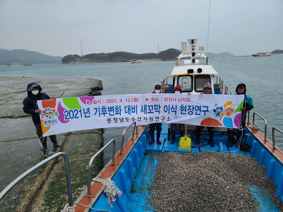 충남도 수산자원연구소(소장 유재영)가 서해안 갯벌에서 새꼬막 양식을 도전한다./ⓒ충남도청